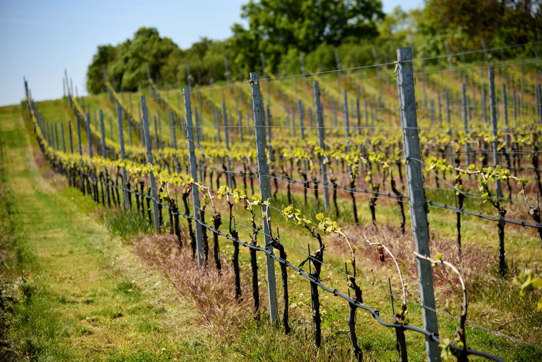 Weinberge im Frühling mit frisch austreibenden Reben